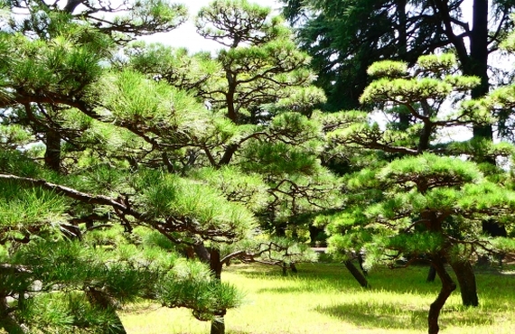 【松の剪定】ならプラスαへお任せください！！